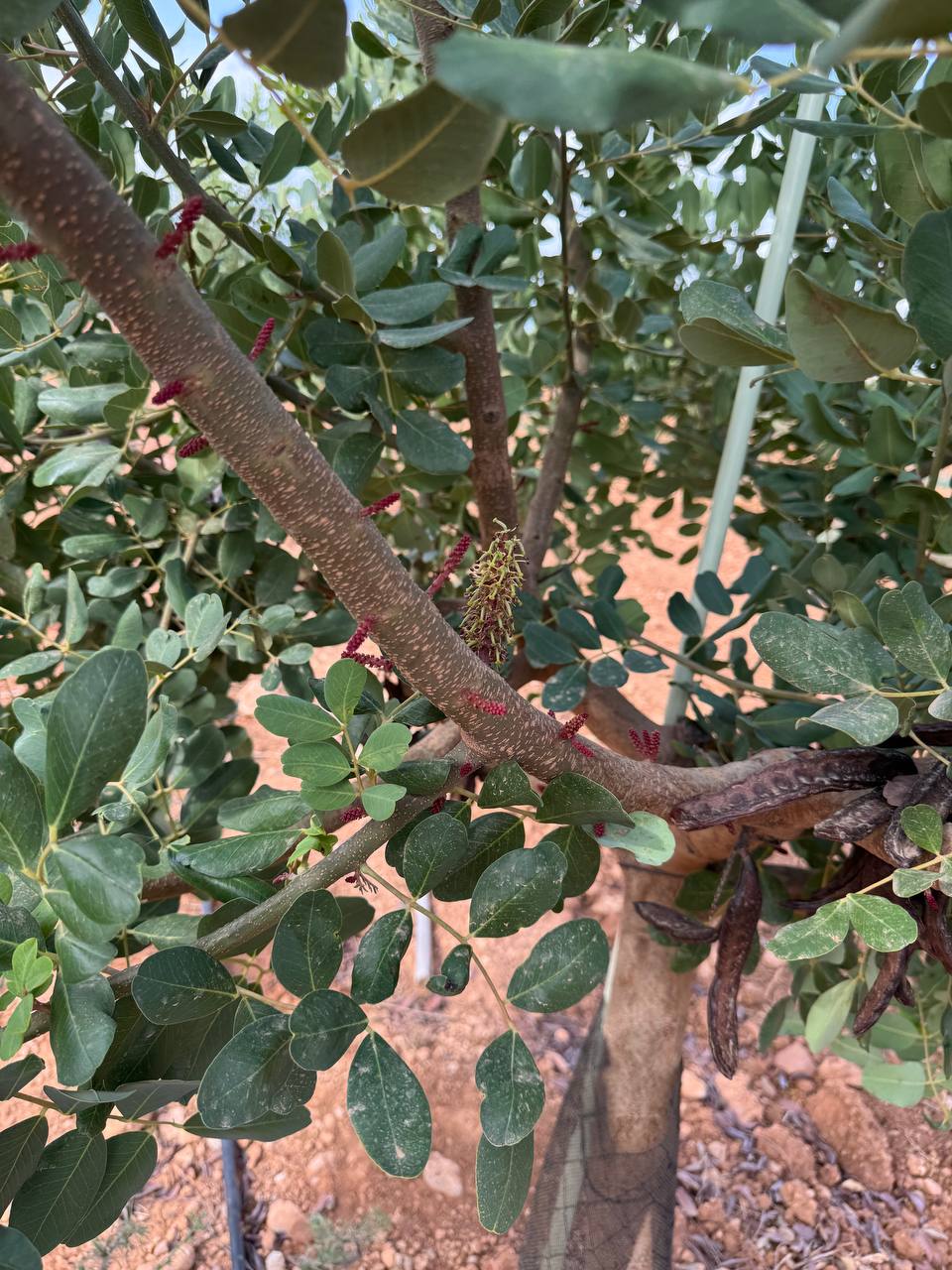 Carob blossom