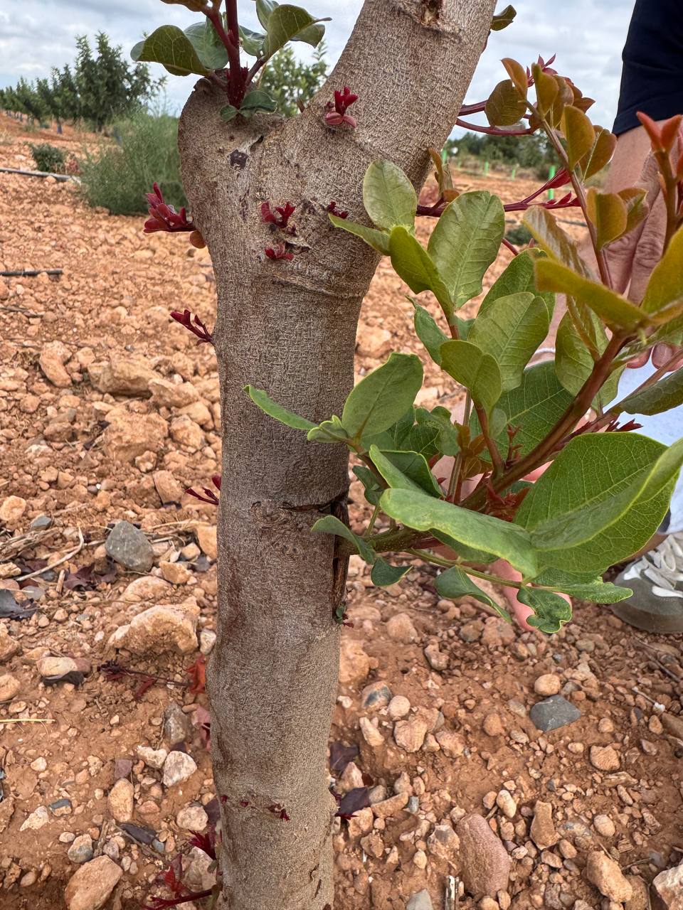 Tree detail