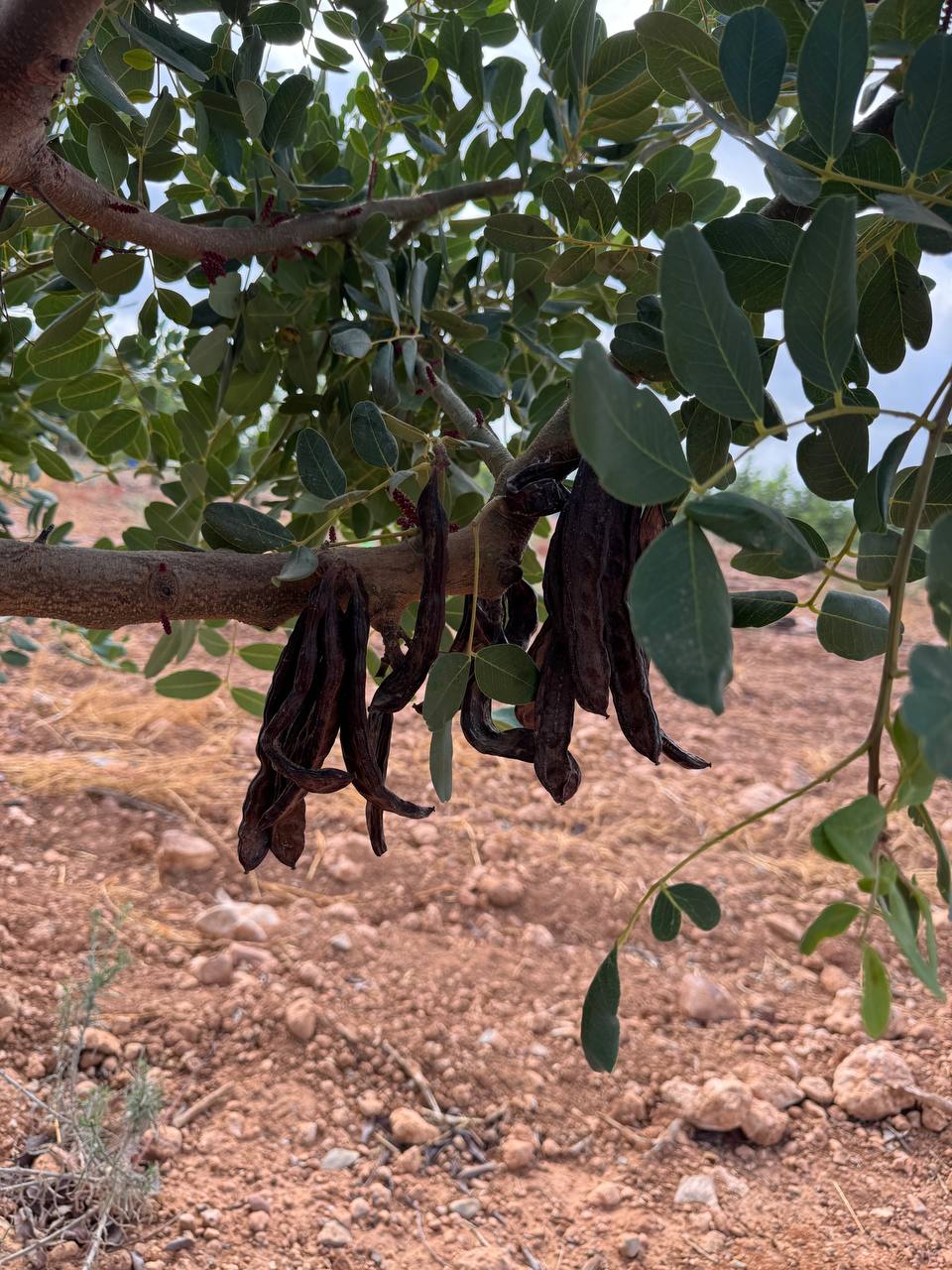 Carob pods