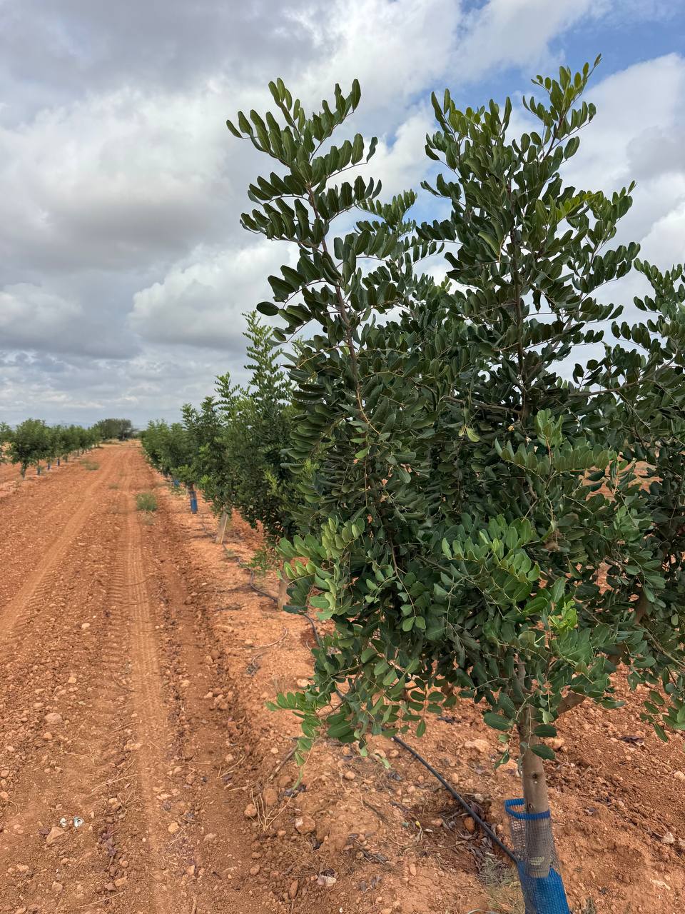 Orchard in Valencia